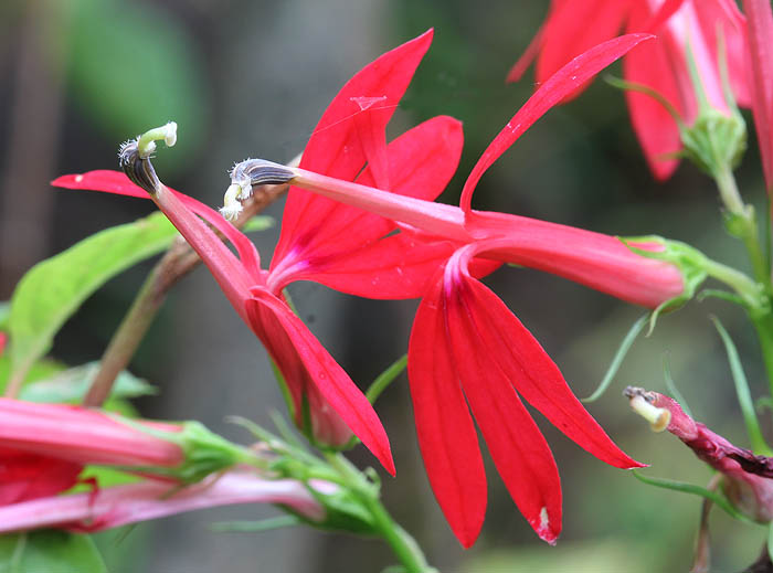 Cardinal Flower
